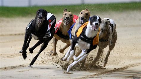 greyhound racing handicapping.